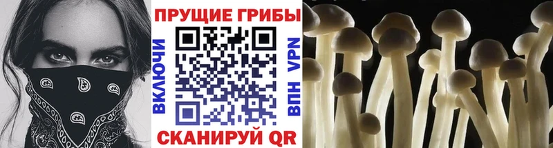 закладки  Грайворон  ОМГ ОМГ tor  Псилоцибиновые грибы Psilocybe 